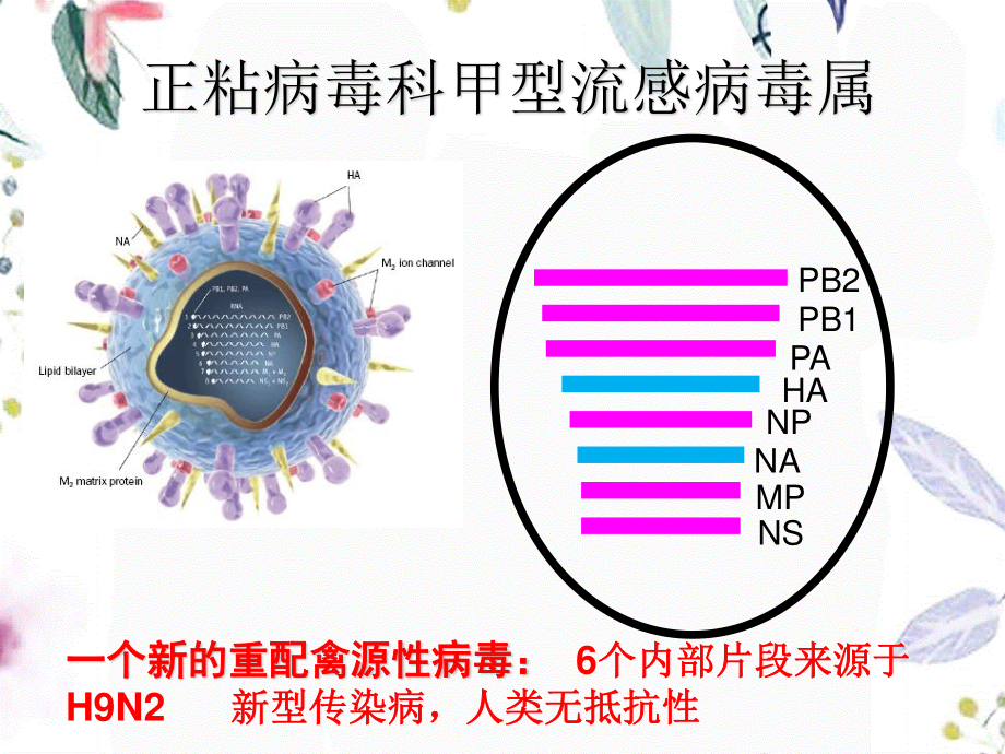 2023年人感染HN流感防控知识培训之四（教学课件）.ppt_第3页