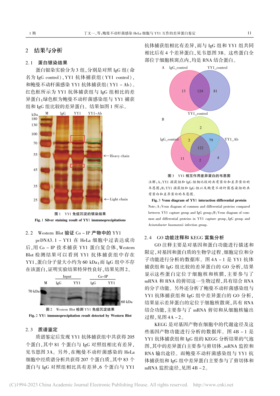 鲍曼不动杆菌感染HeLa细...与YY1互作的差异蛋白鉴定_丁文一.pdf_第3页