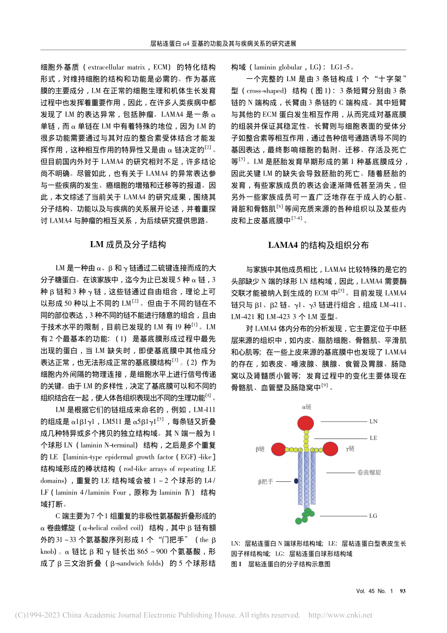 层粘连蛋白α4亚基的功能及其与疾病关系的研究进展_于晶晶.pdf_第2页