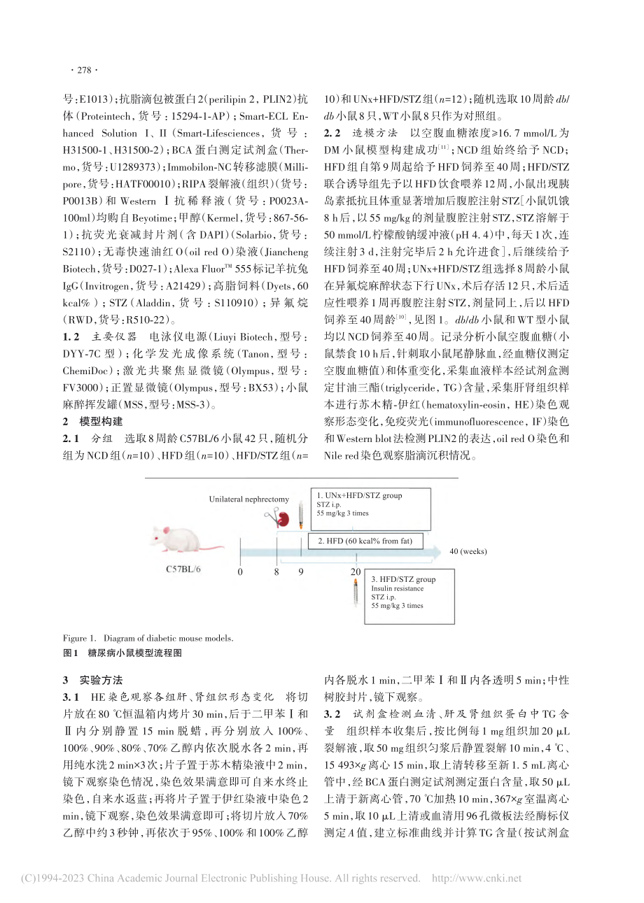 不同造模方式诱导的糖尿病小...织中脂质异位沉积情况的研究_刘露.pdf_第3页