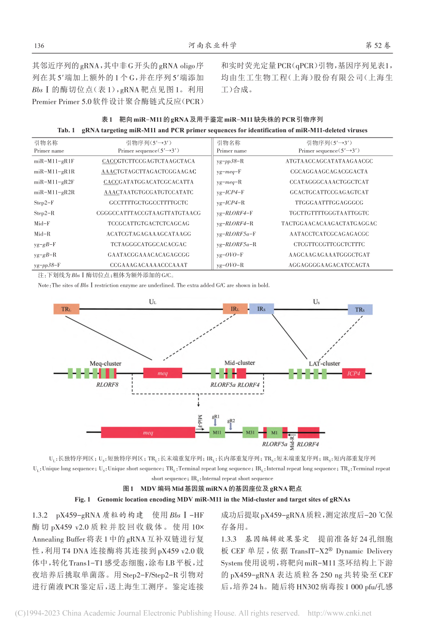 miR-M11基因编辑对马立克病病毒体外复制的影响_王伟东.pdf_第3页