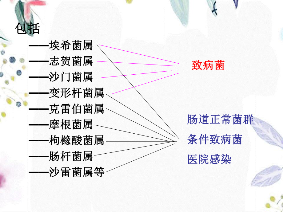 2023年肠道杆菌（教学课件）.ppt_第3页