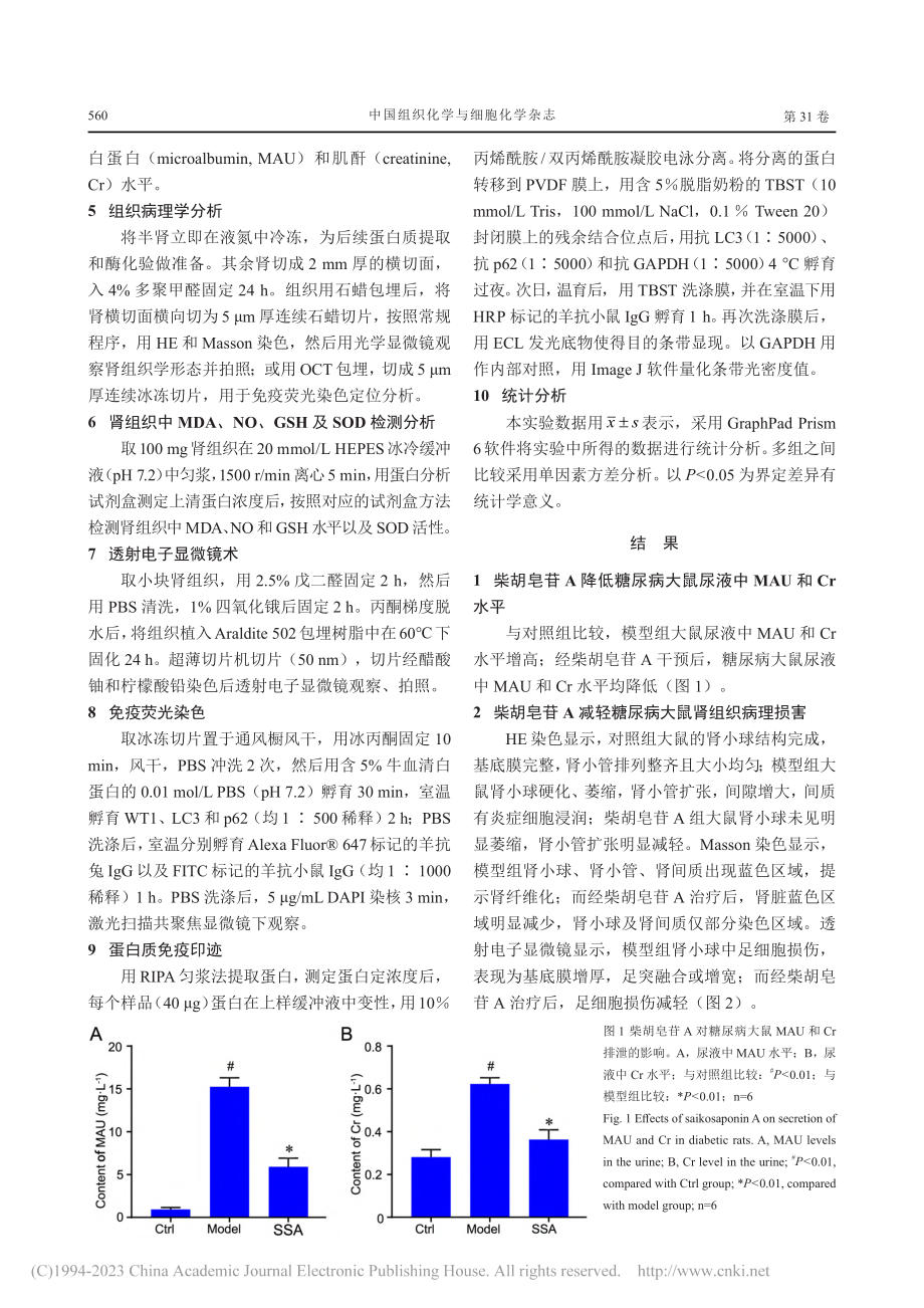 柴胡皂苷A抑制链脲佐菌素联...病大鼠肾氧化应激和自噬损伤_陈晨.pdf_第3页