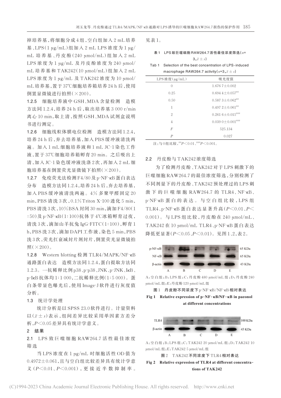 丹皮酚通过TLR4_MAP...W264.7损伤的保护作用_刘玉龙.pdf_第3页