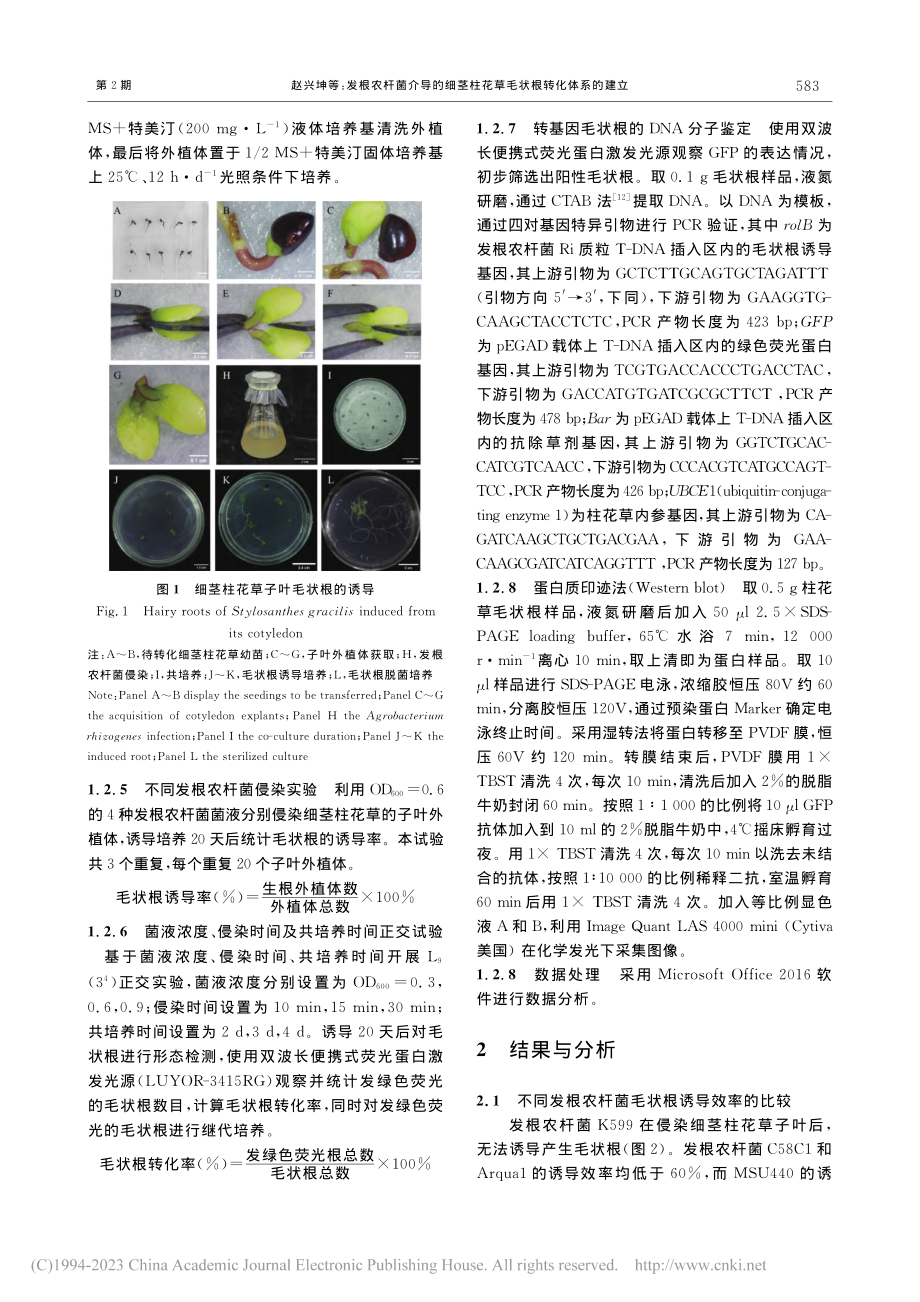 发根农杆菌介导的细茎柱花草毛状根转化体系的建立_赵兴坤.pdf_第3页