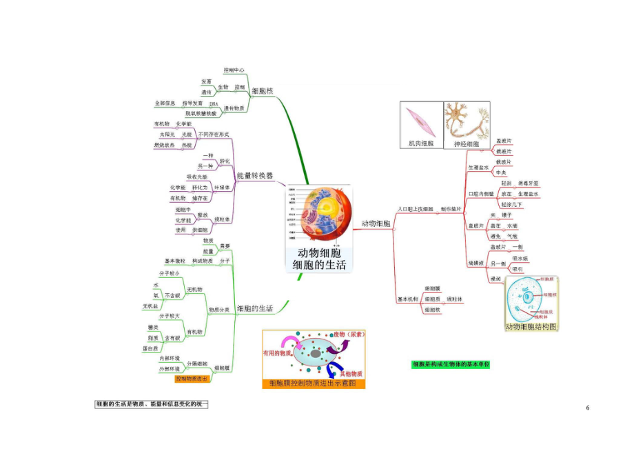 初中生物-思维导图（7图）.pdf_第3页