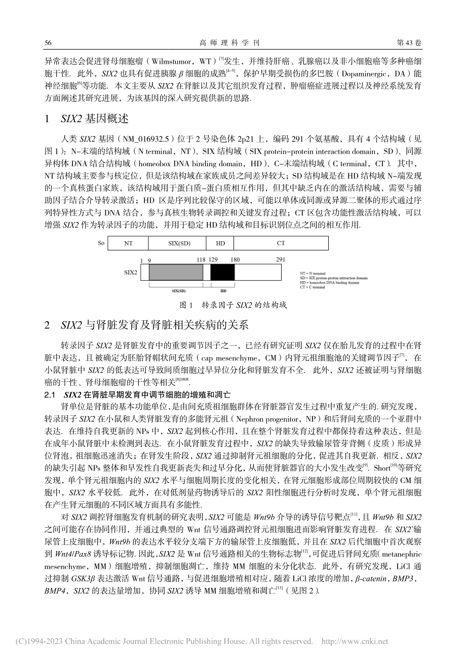转录因子SIX2研究进展_崔静轩.pdf_第2页