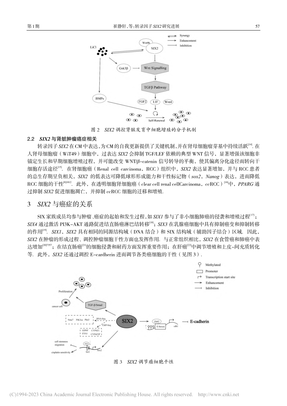 转录因子SIX2研究进展_崔静轩.pdf_第3页