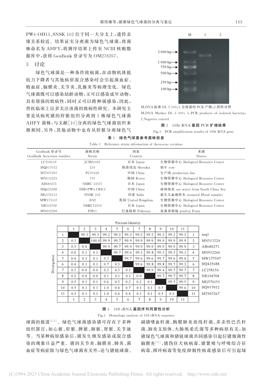 猪源绿色气球菌的分离与鉴定_郭伟娜.pdf_第3页