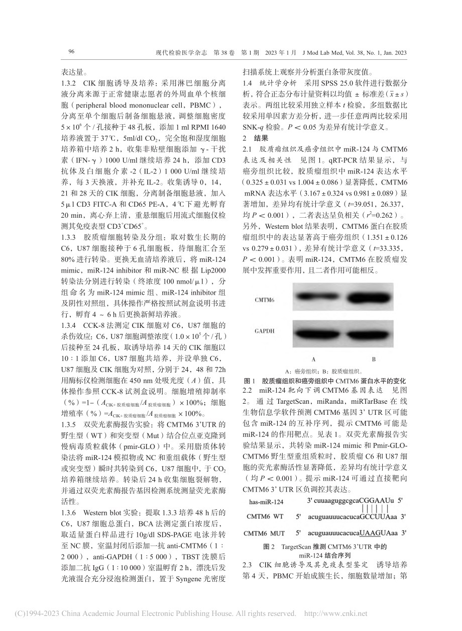 miR-124靶向调控CM...胶质瘤细胞杀伤效应机制研究_秦君翔.pdf_第3页