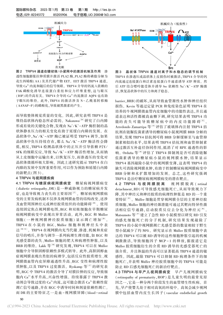 TRPV4在眼科疾病中的研究进展_王烽.pdf_第3页