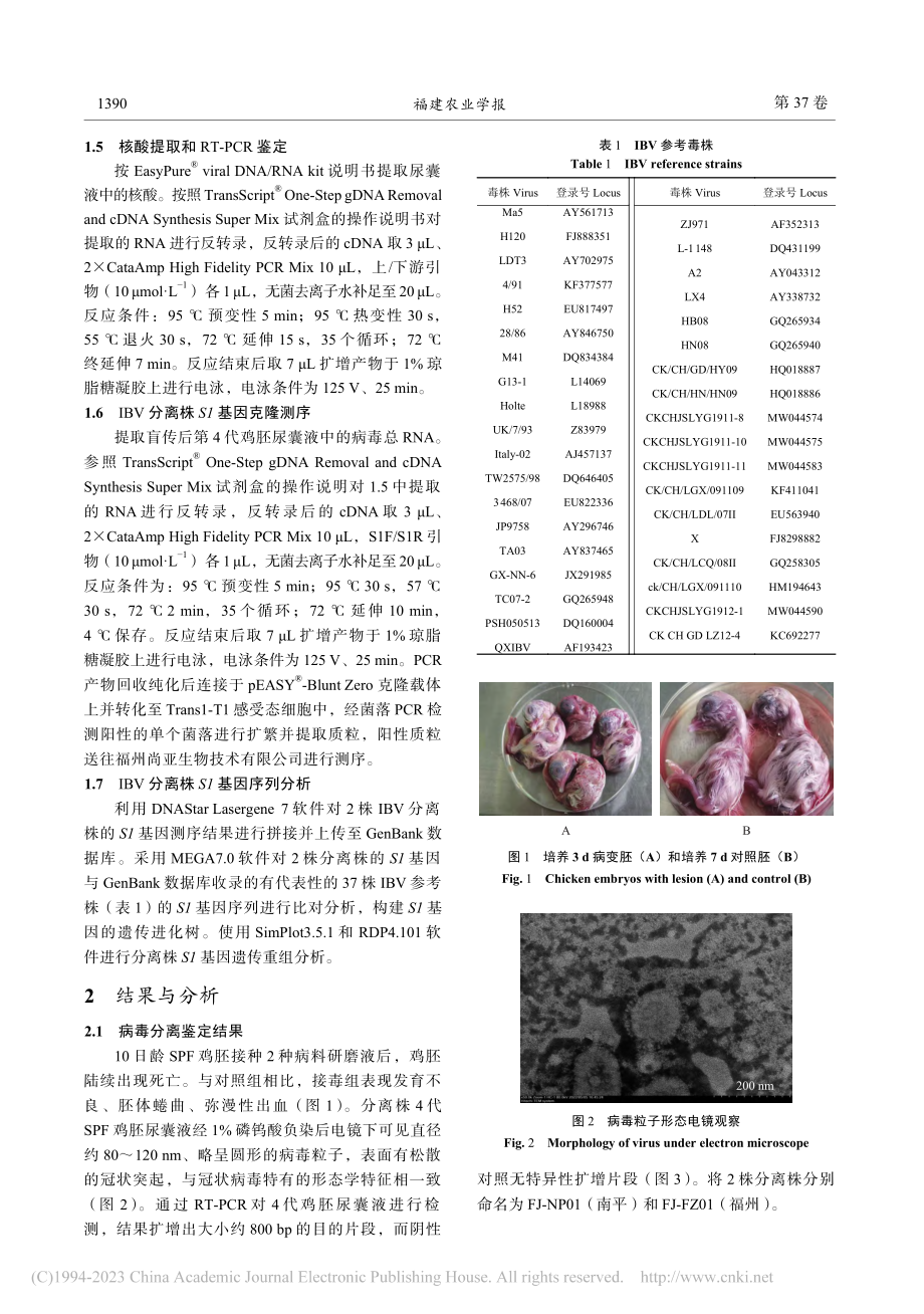 2株鸡传染性支气管炎病毒株...定及其S1基因遗传进化分析_林裕胜.pdf_第3页