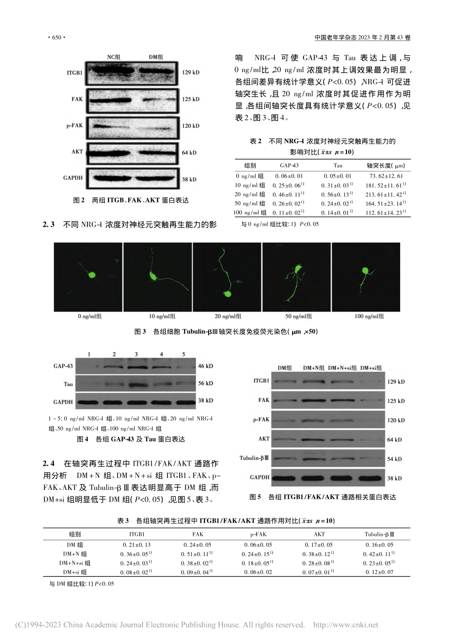 NRG-1对1型DM大鼠背根神经节影响的机制_李海涛.pdf_第3页