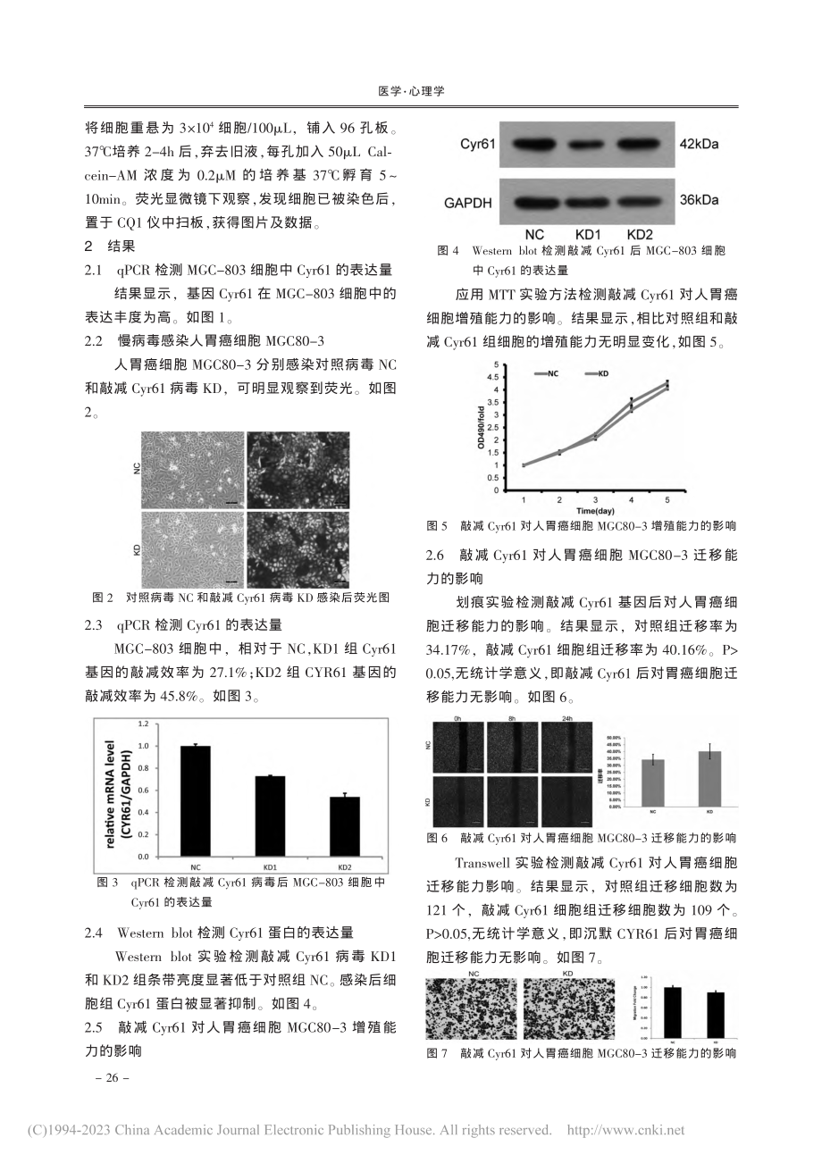 Cyr61的表达对胃癌细胞...、迁移和侵袭能力影响的研究_郑慧敏.pdf_第3页