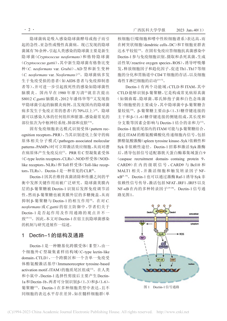 Dectin-1在宿主抗隐球菌感染的机制与研究进展_于柯瑶.pdf_第2页