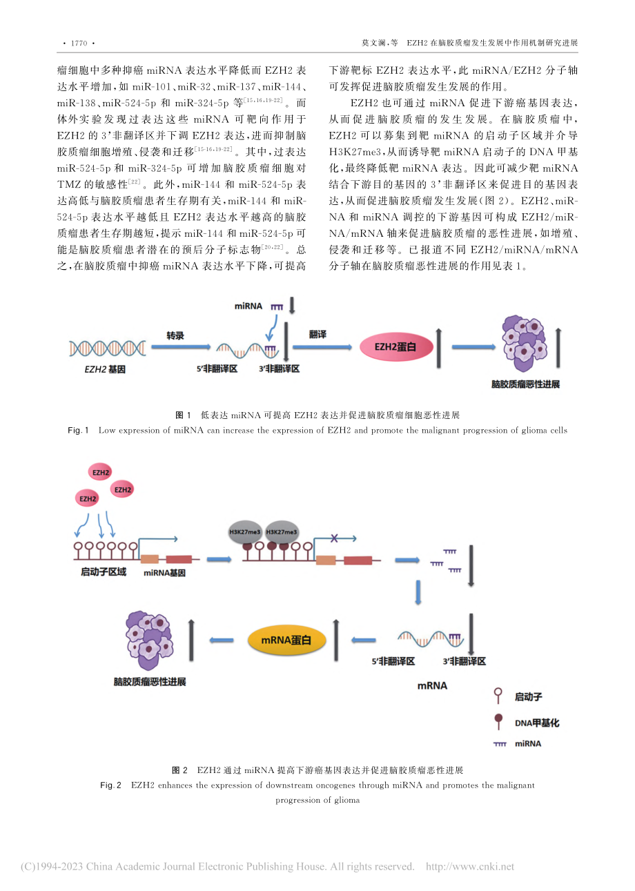 EZH2在脑胶质瘤发生发展中作用机制研究进展_莫文澜.pdf_第3页