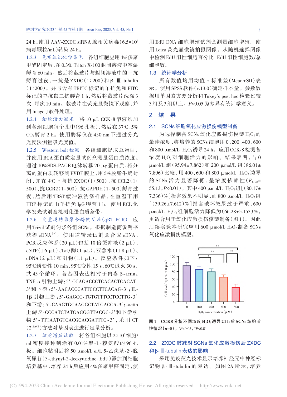 ZXDC基因敲减对脊髓神经元氧化应激损伤的保护作用_吕忠孝.pdf_第3页