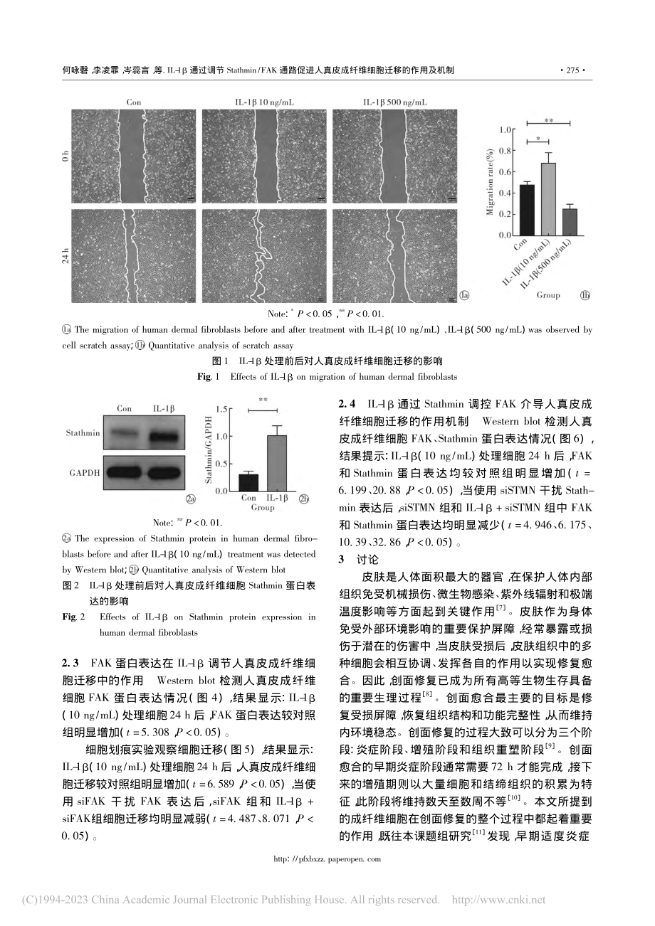 IL-1β通过调节Stat...成纤维细胞迁移的作用及机制_何咏磬.pdf_第3页