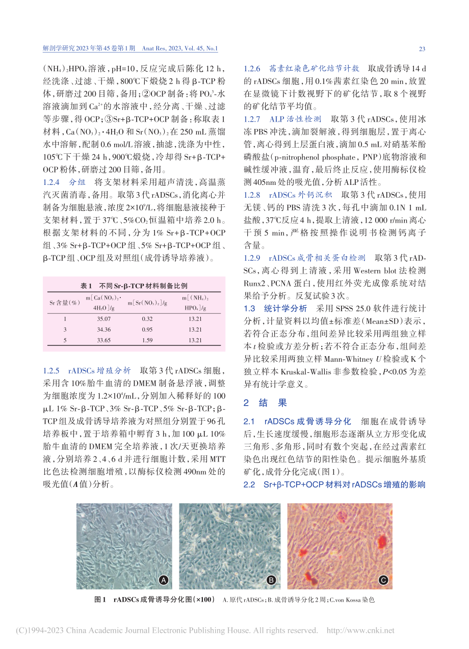 Sr+β-TCP+OCP材...干细胞活性及成骨分化的影响_王宁宁.pdf_第3页