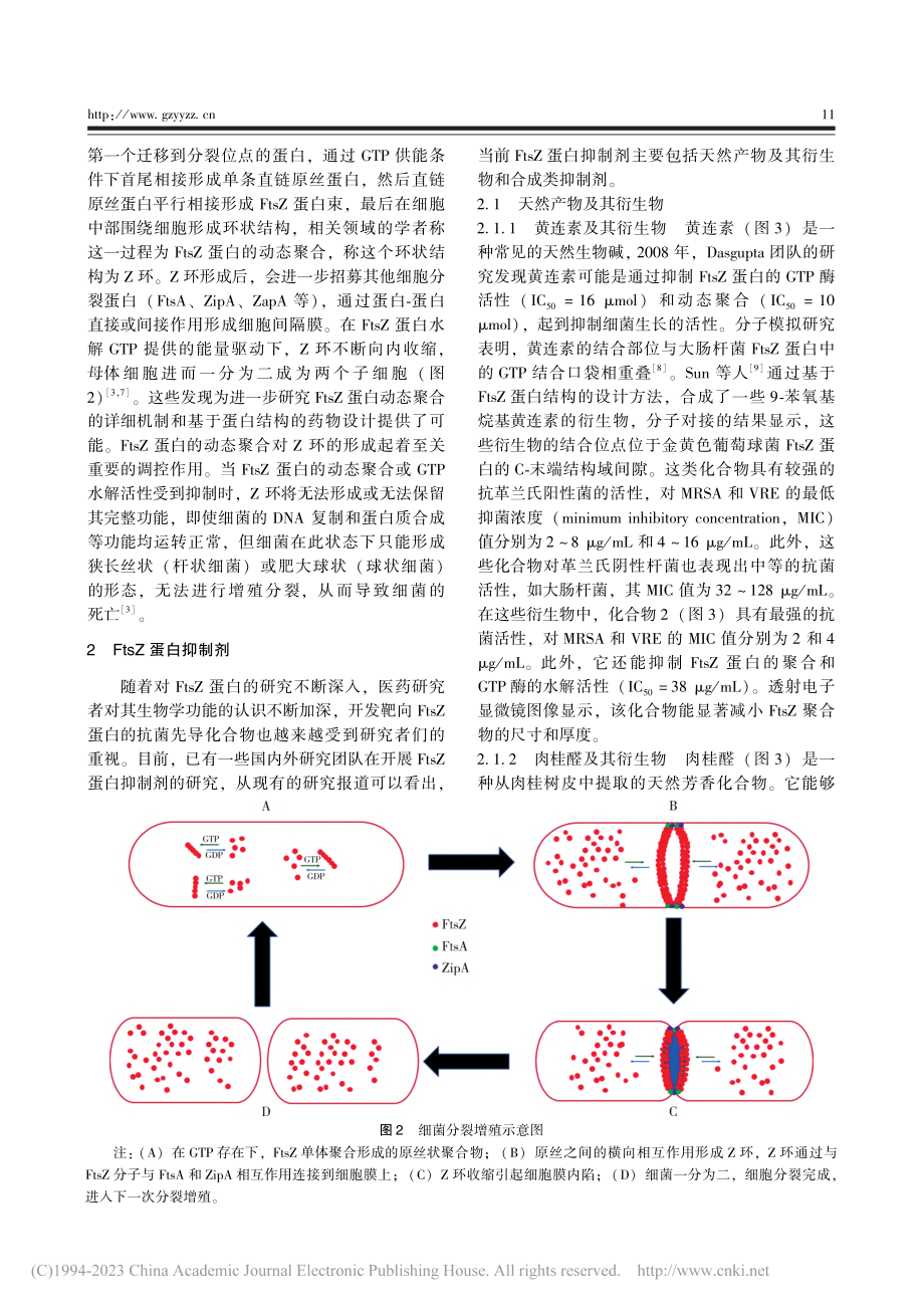 FtsZ抑制剂作为新型抗菌分子的研究进展_郭琦.pdf_第3页