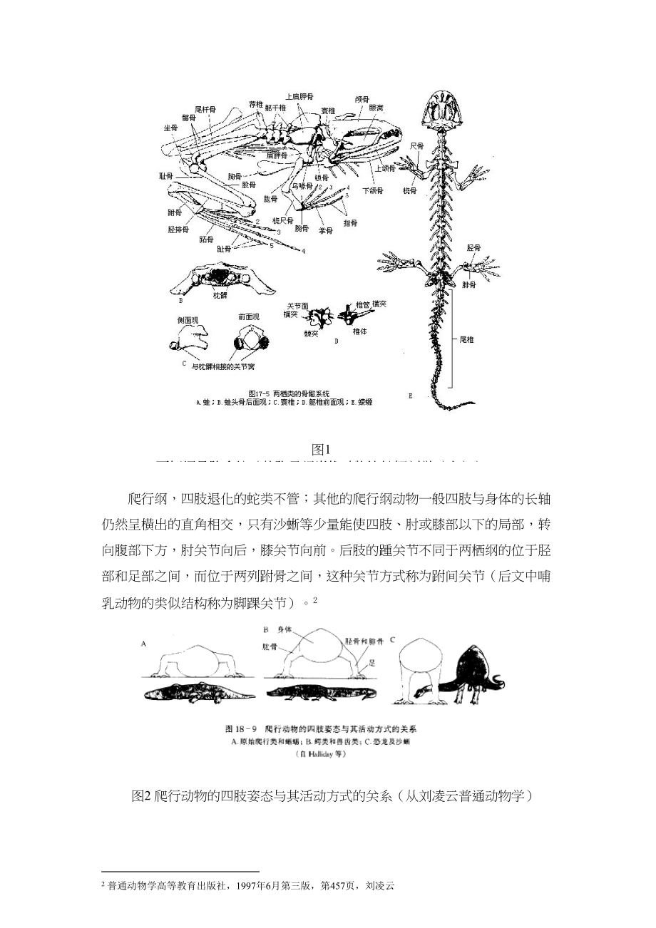 2023年动物附肢关节结构的分析和进化过程推演.docx_第2页