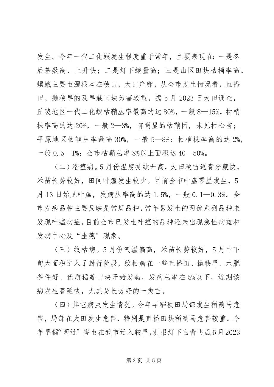 2023年市早稻苗期病虫发生和防控情况的汇报.docx_第2页