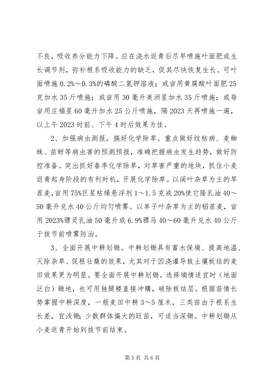 2023年小麦抗旱春管计划.docx_第3页