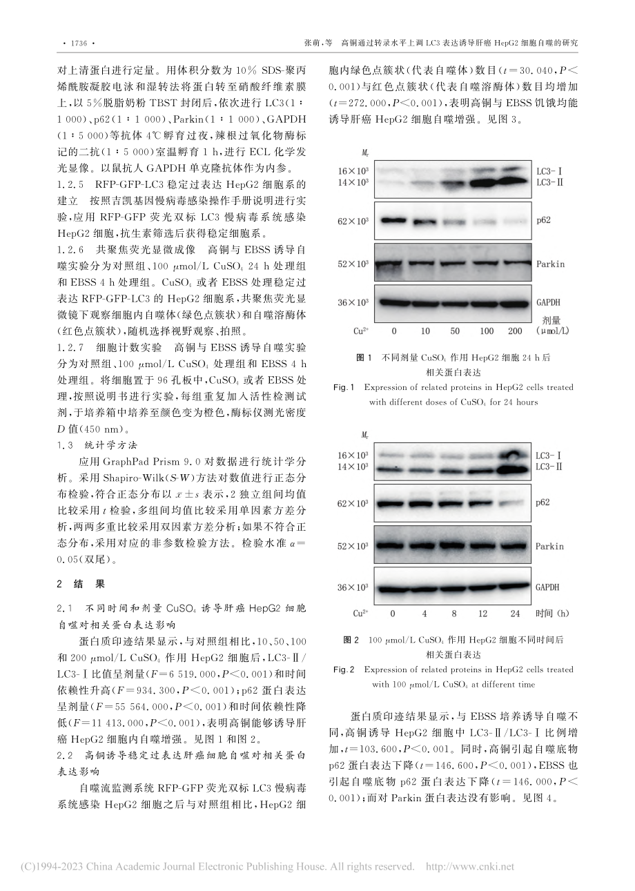 高铜通过转录水平上调LC3...癌HepG2细胞自噬的研究_张萌.pdf_第3页