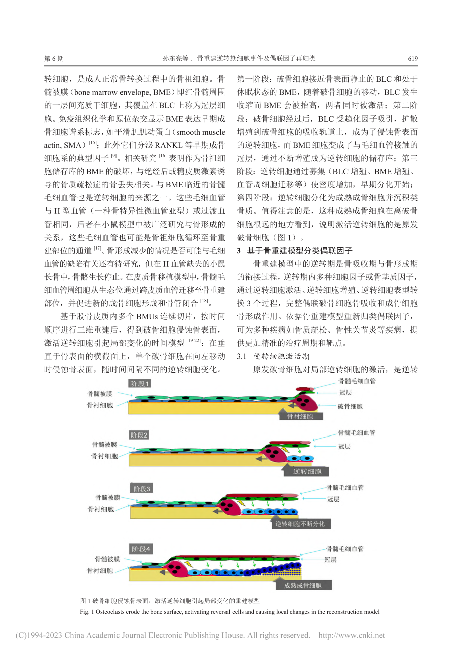 骨重建逆转期细胞事件及偶联因子再归类_孙东亮.pdf_第3页