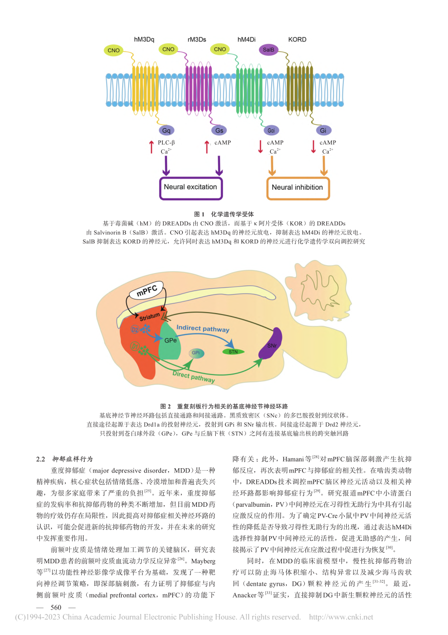 化学遗传学技术在行为神经科学中应用的研究进展_王一卓.pdf_第3页