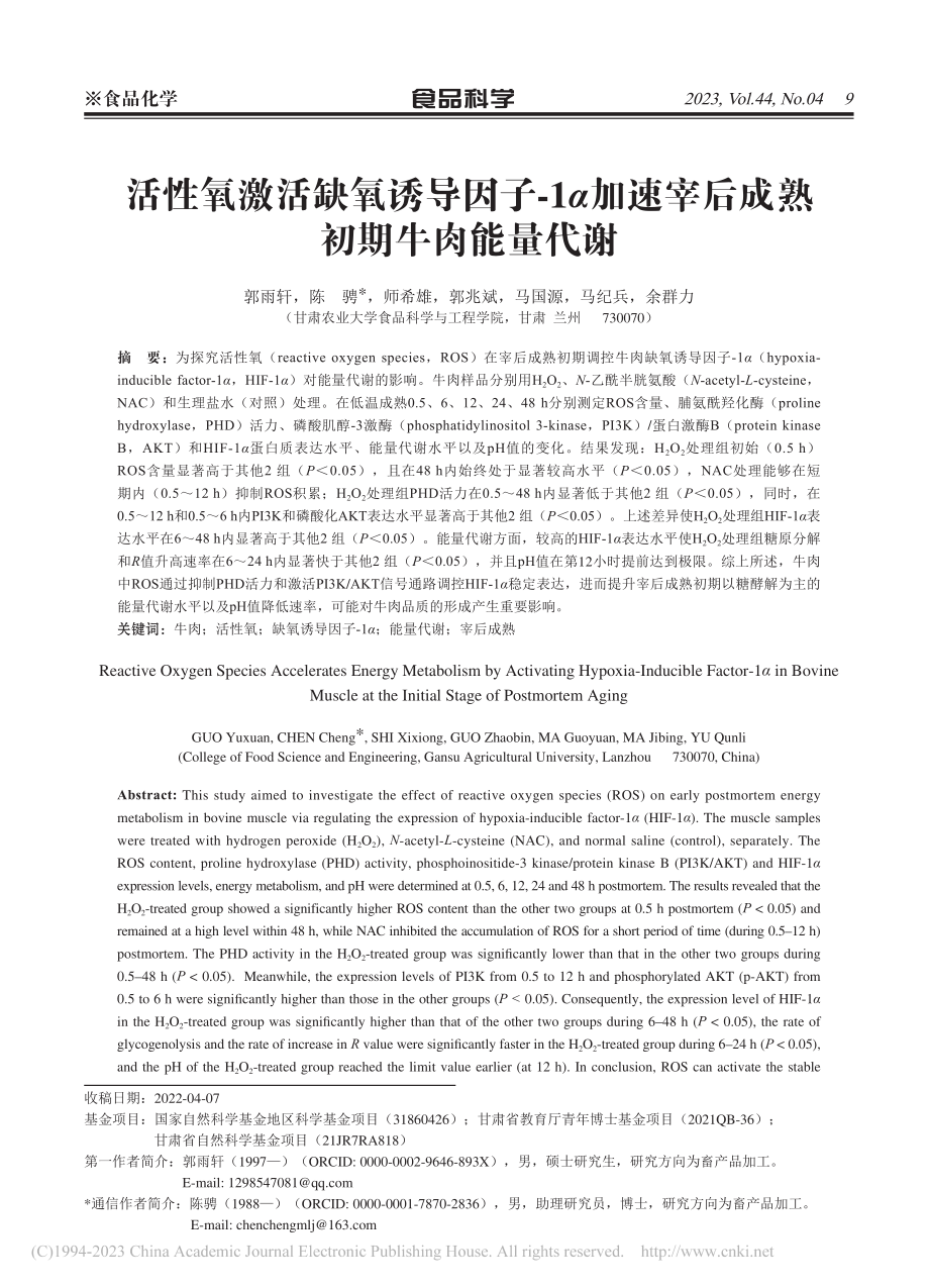 活性氧激活缺氧诱导因子-1...速宰后成熟初期牛肉能量代谢_郭雨轩.pdf_第1页