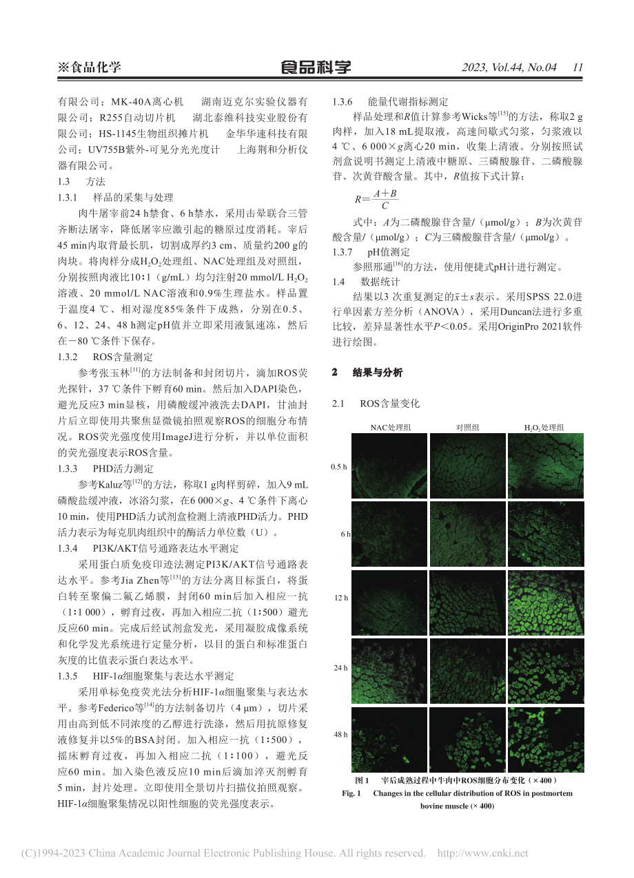 活性氧激活缺氧诱导因子-1...速宰后成熟初期牛肉能量代谢_郭雨轩.pdf_第3页