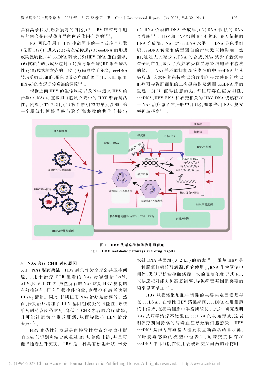 核苷类似物耐药在慢性乙型肝炎的机制研究进展_仵朝晖.pdf_第3页