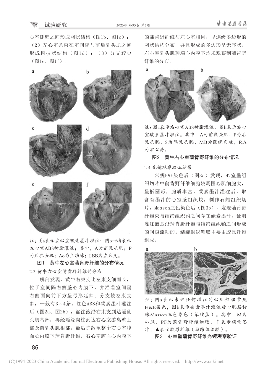 黄牛心室蒲肯野纤维的分布和结构特点_杨丽红.pdf_第3页