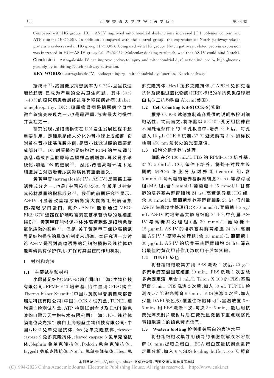 黄芪甲苷改善高糖诱导的足细...碍并抑制Notch通路激活_缪晓杰.pdf_第2页