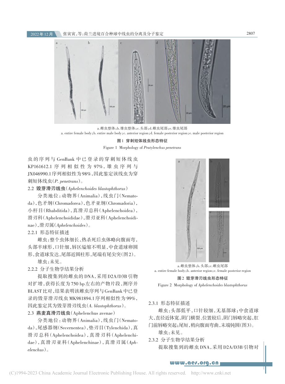 荷兰进境百合种球中线虫的分离及分子鉴定_张寅寅.pdf_第3页