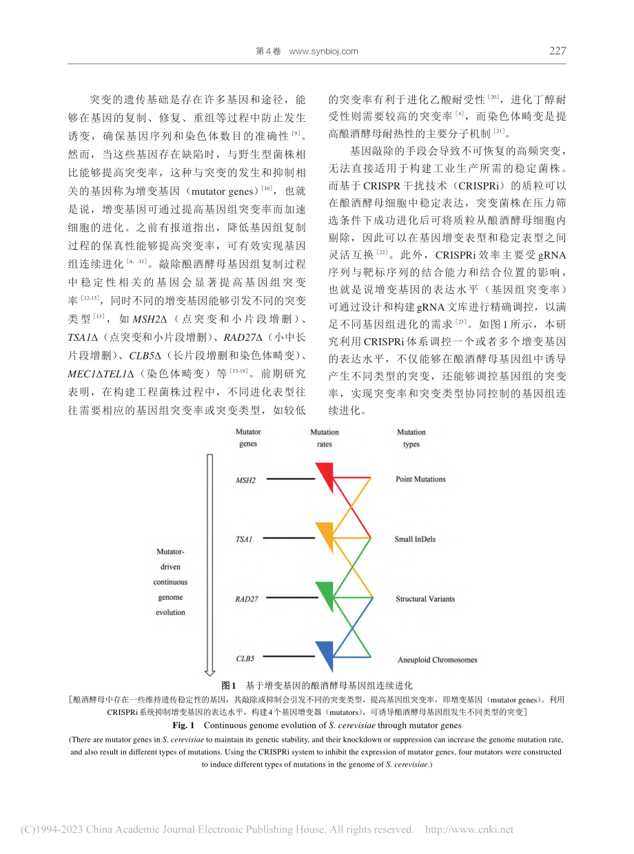 基因增变器驱动的酿酒酵母基因组连续进化_潘颖佳.pdf_第3页