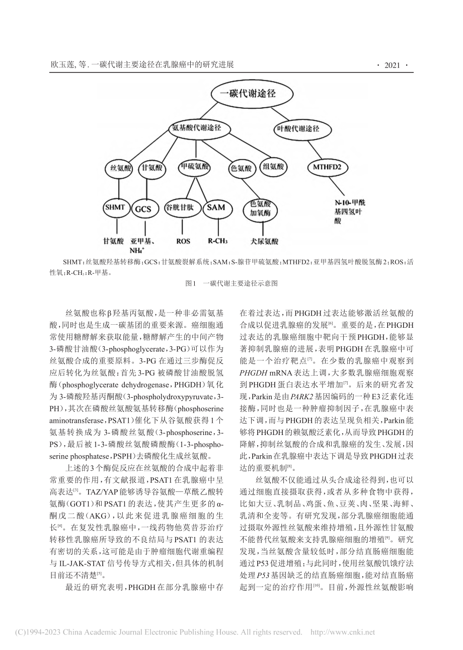 一碳代谢主要途径在乳腺癌中的研究进展_欧玉莲.pdf_第2页