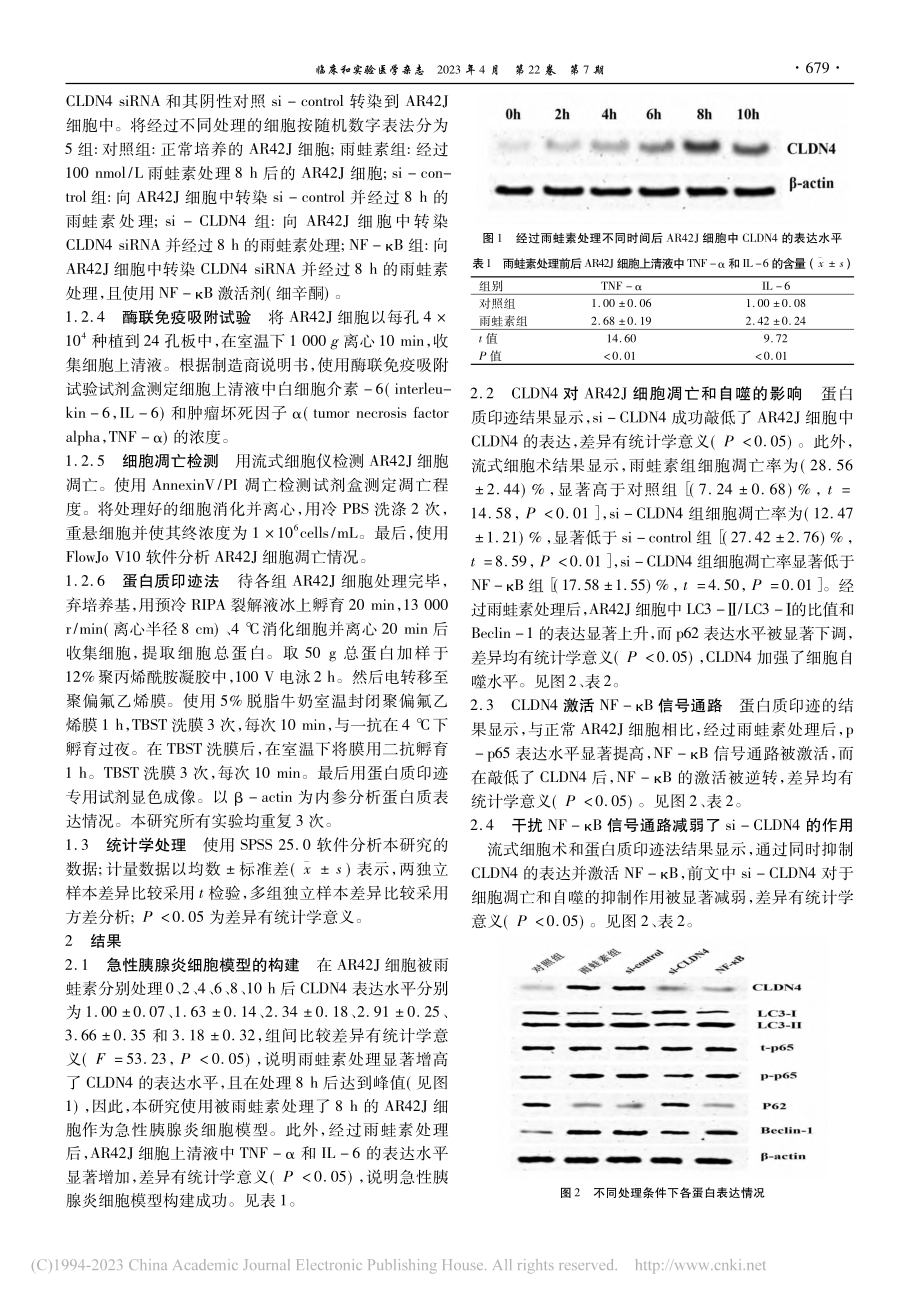 CLDN4对雨蛙素诱导的急...亡和自噬的影响及其机制研究_杨娟.pdf_第3页