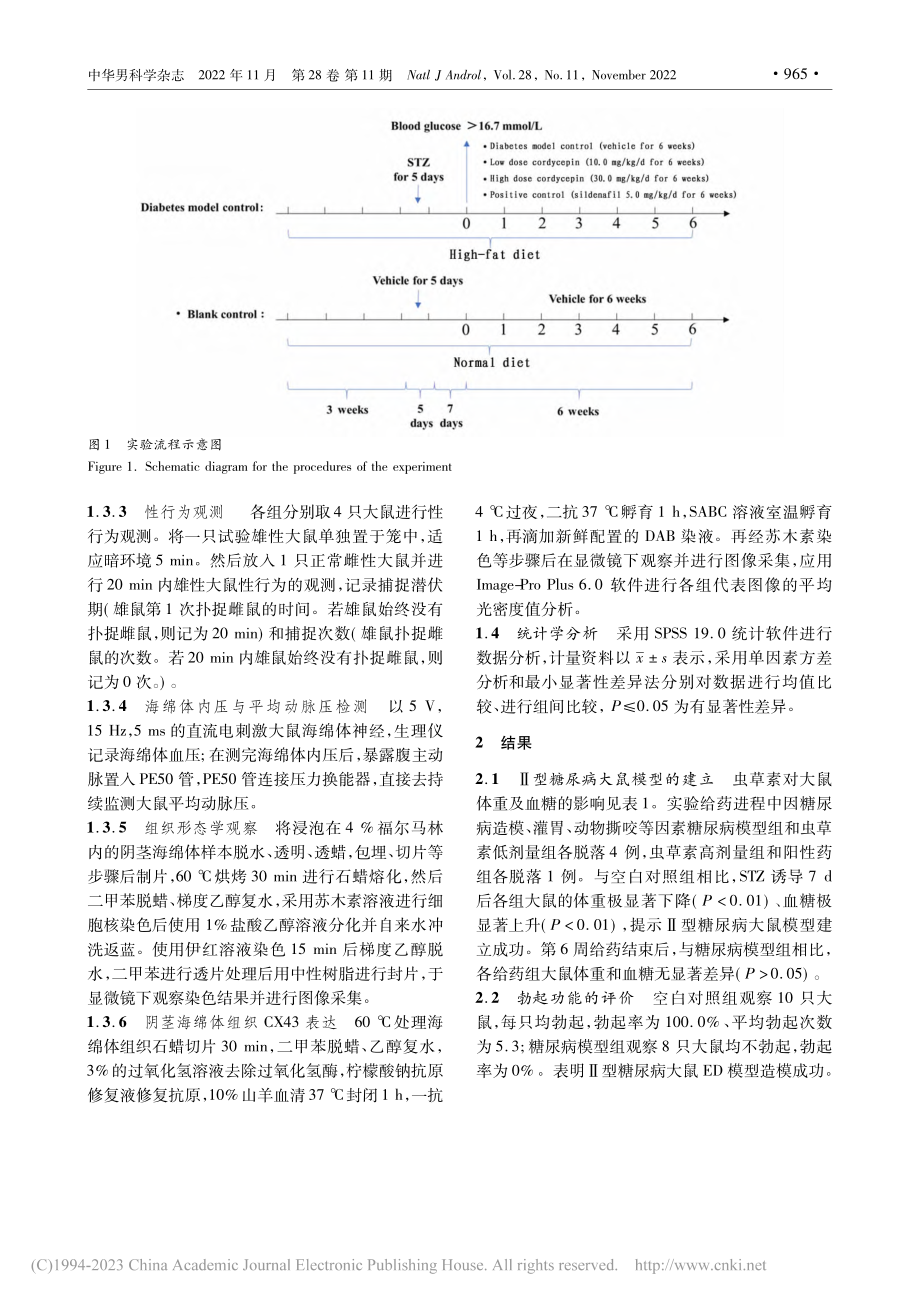 虫草素对Ⅱ型糖尿病勃起功能...体组织中CX43表达的影响_周艳芬.pdf_第3页