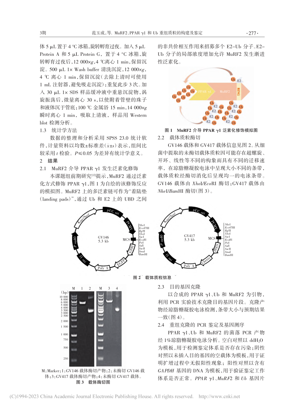 MuRF2、PPAR_γ1和Ub重组质粒的构建及鉴定_范玉成.pdf_第3页