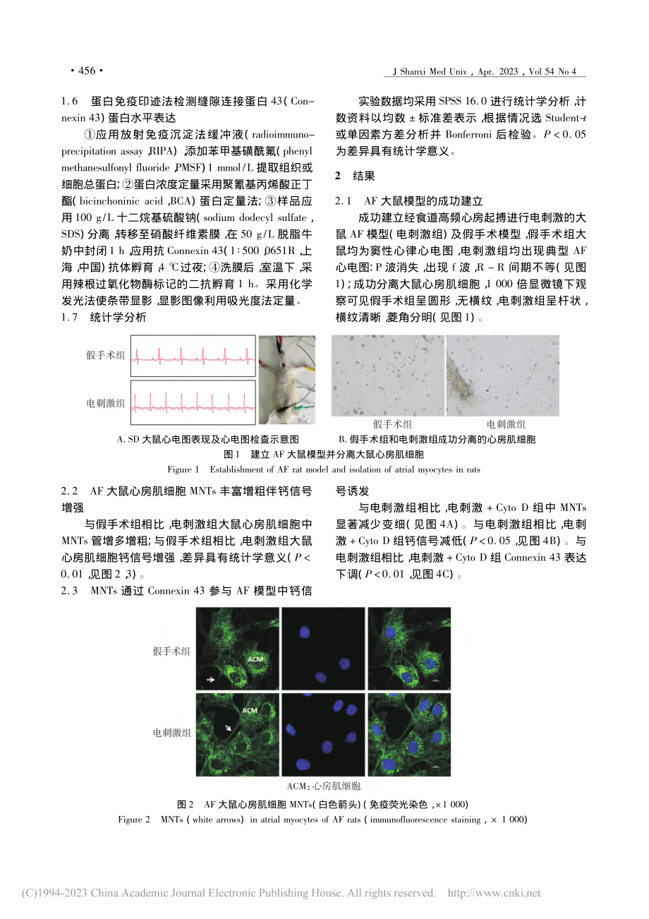 Connexin_43-膜...途径参与房颤发生的机制研究_王婷.pdf_第3页