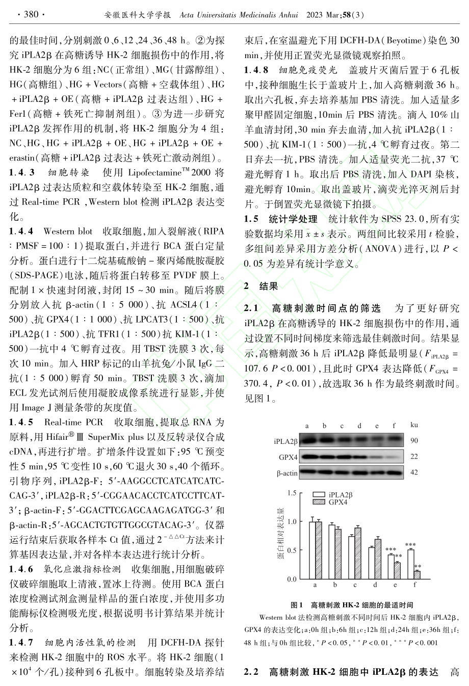 iPLA2β通过调控铁死亡...诱导的人肾小管上皮细胞损伤_薛璐.pdf_第2页