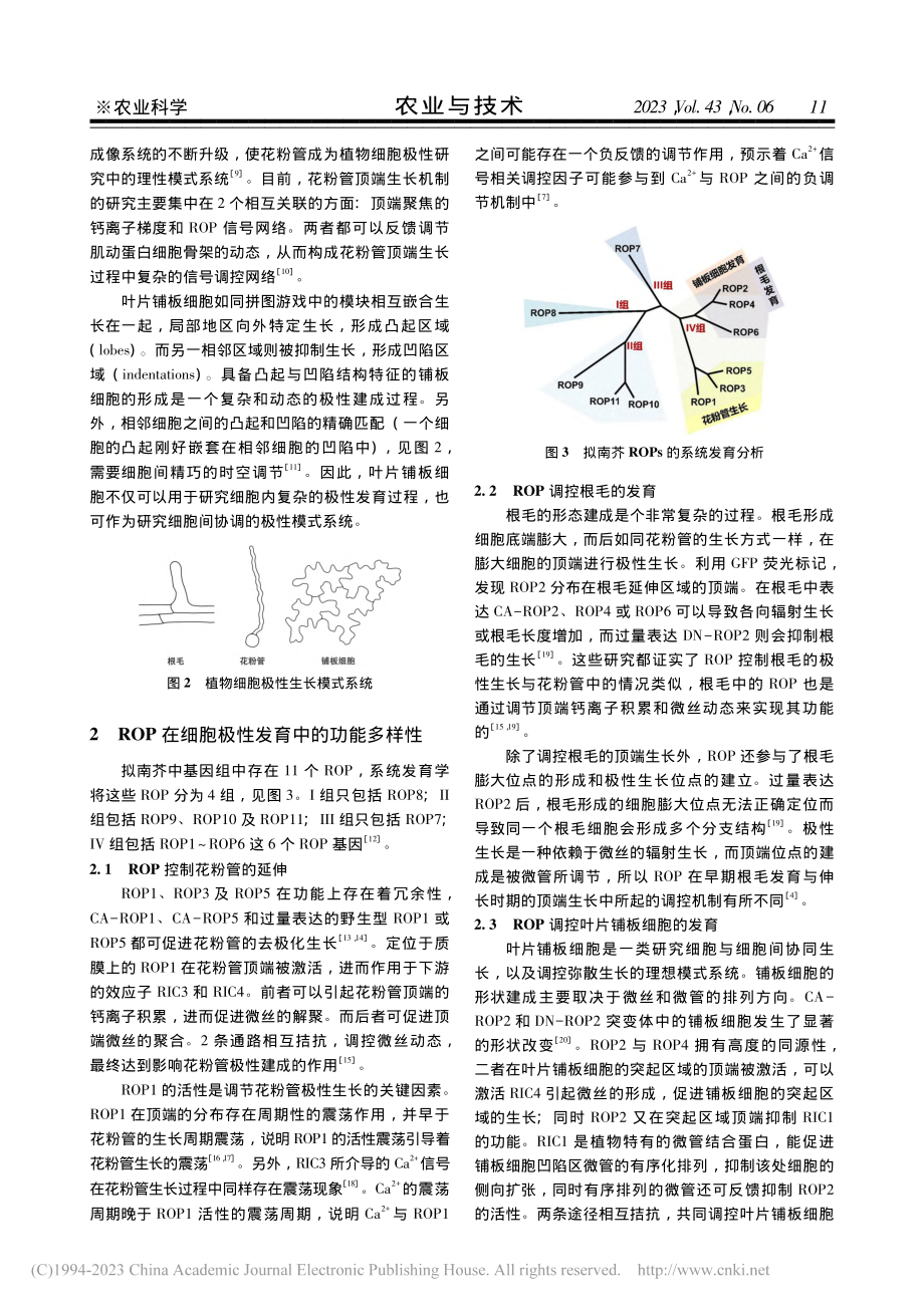 ROP信号途径在细胞极性发育中的研究进展_吕畅.pdf_第2页