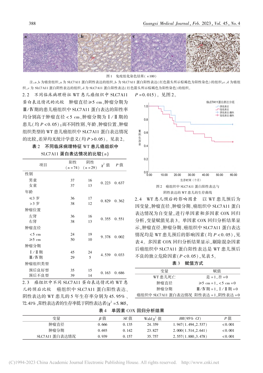 SLC7A11蛋白在小儿肾母细胞瘤中的表达及临床意义_靳杯.pdf_第3页