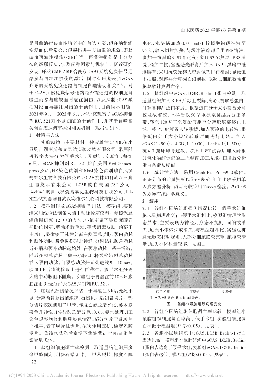 cGAS抑制剂对小鼠脑缺血...灌注损伤的干预作用及其机制_黄丽丹.pdf_第2页