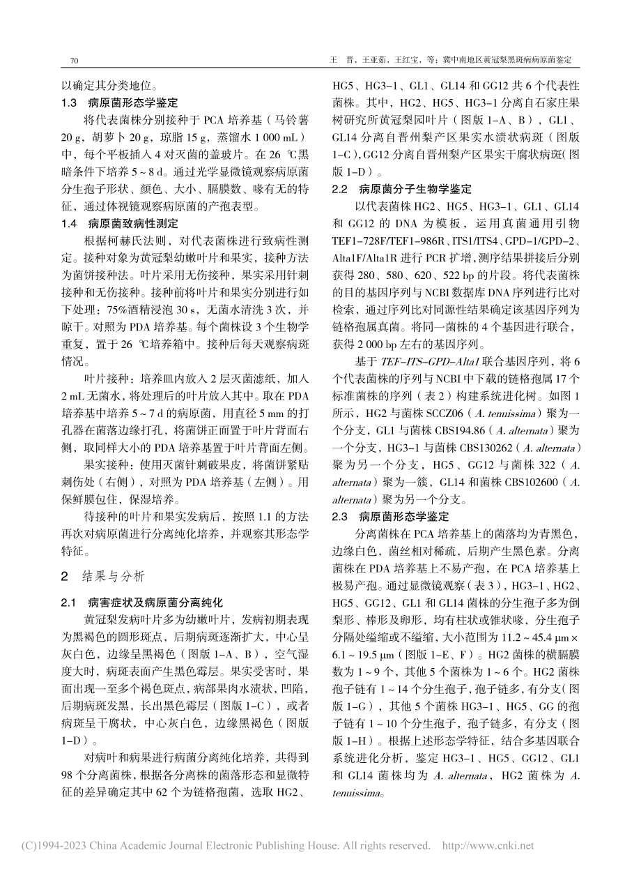 冀中南地区黄冠梨黑斑病病原菌鉴定_王晋.pdf_第3页