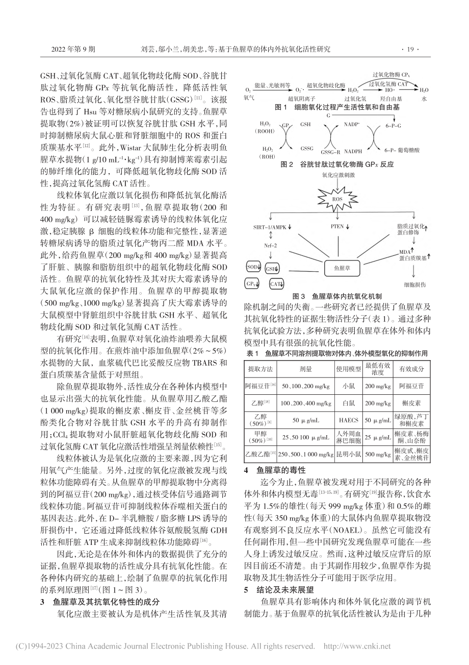 基于鱼腥草的体内外抗氧化活性研究_刘芸.pdf_第2页