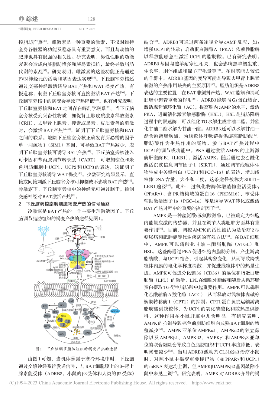 冷暴露下下丘脑调节脂肪组织褐变产热研究进展_韩志鹏.pdf_第3页