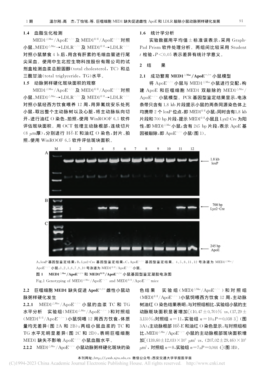 巨噬细胞MED1缺失促进雌...R敲除小鼠动脉粥样硬化发展_温尔刚.pdf_第3页